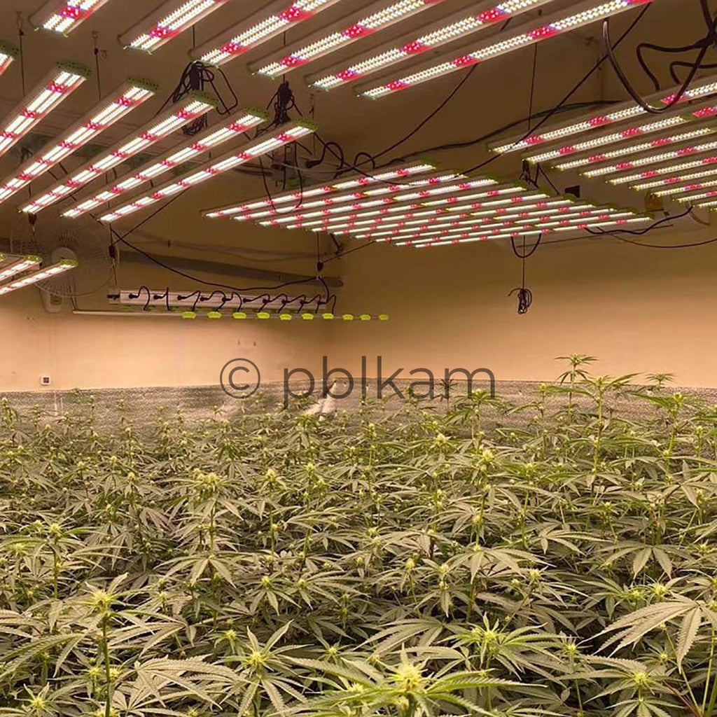 Detachable Octopus Spider LED Grow Light 1060W Full Spectrum for 4x4 Grow Tent - Ricon Lighting