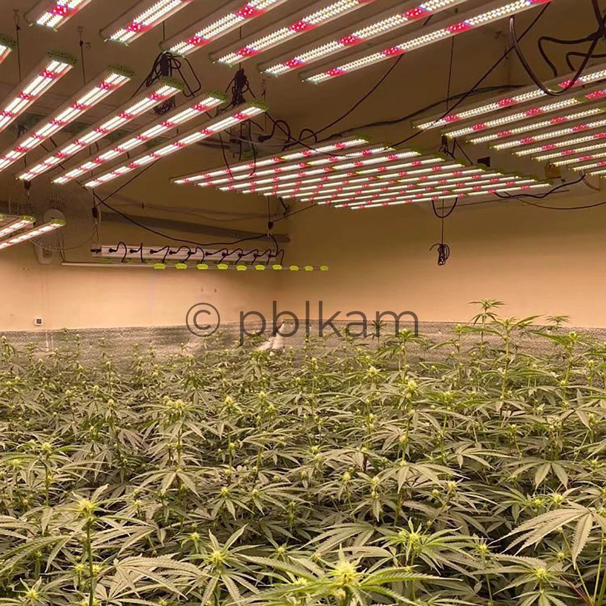Detachable Octopus Spider LED Grow Light 1060W Full Spectrum for 4x4 Grow Tent - Ricon Lighting