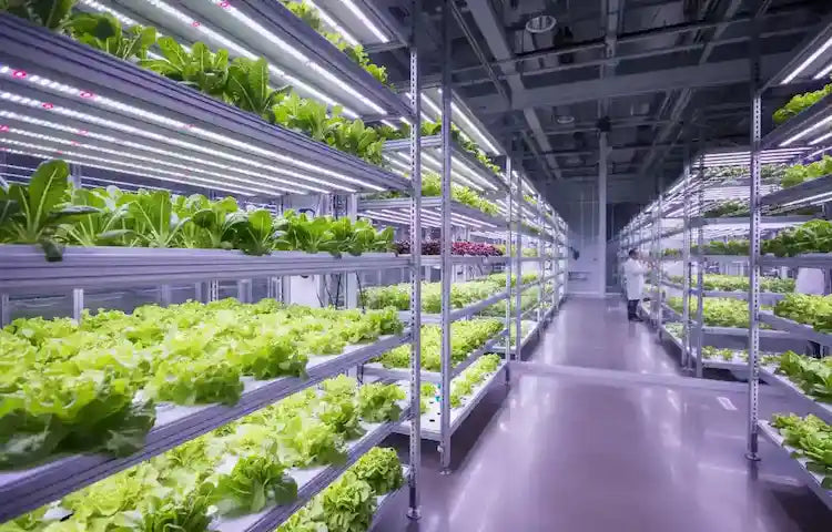 A modern indoor grow light s collection for vertical farm  or any inddor plants