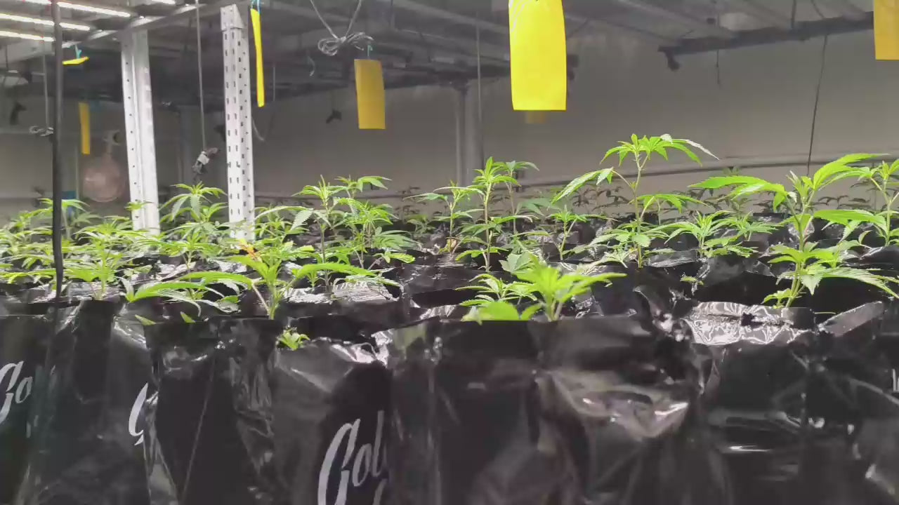 LED spider grow light real use effect video